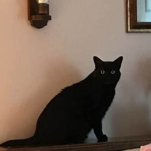 Meet your Posher, Janet